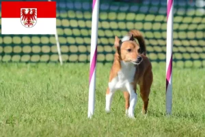 Přečtete si více ze článku Chovatelé a štěňata Podenco v Brandenburgu