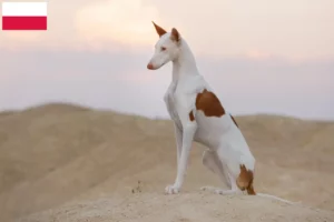 Přečtete si více ze článku Chovatelé a štěňata Podenco v Polsku