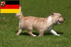 Přečtete si více ze článku Chovatelé a štěňata Podenco v Porýní-Falci