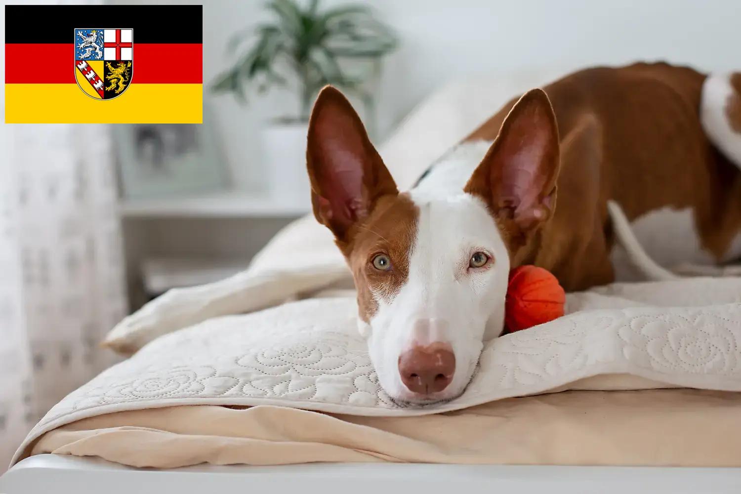 Podenco štěňata a chovatelé Sársko Zde naleznete chovatele plemene Podencos v Sársku.