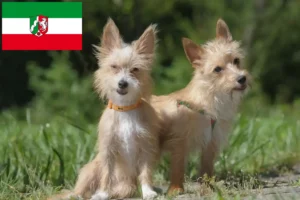 Přečtete si více ze článku Chovatelé a štěňata Podenco v Severním Porýní-Vestfálsku