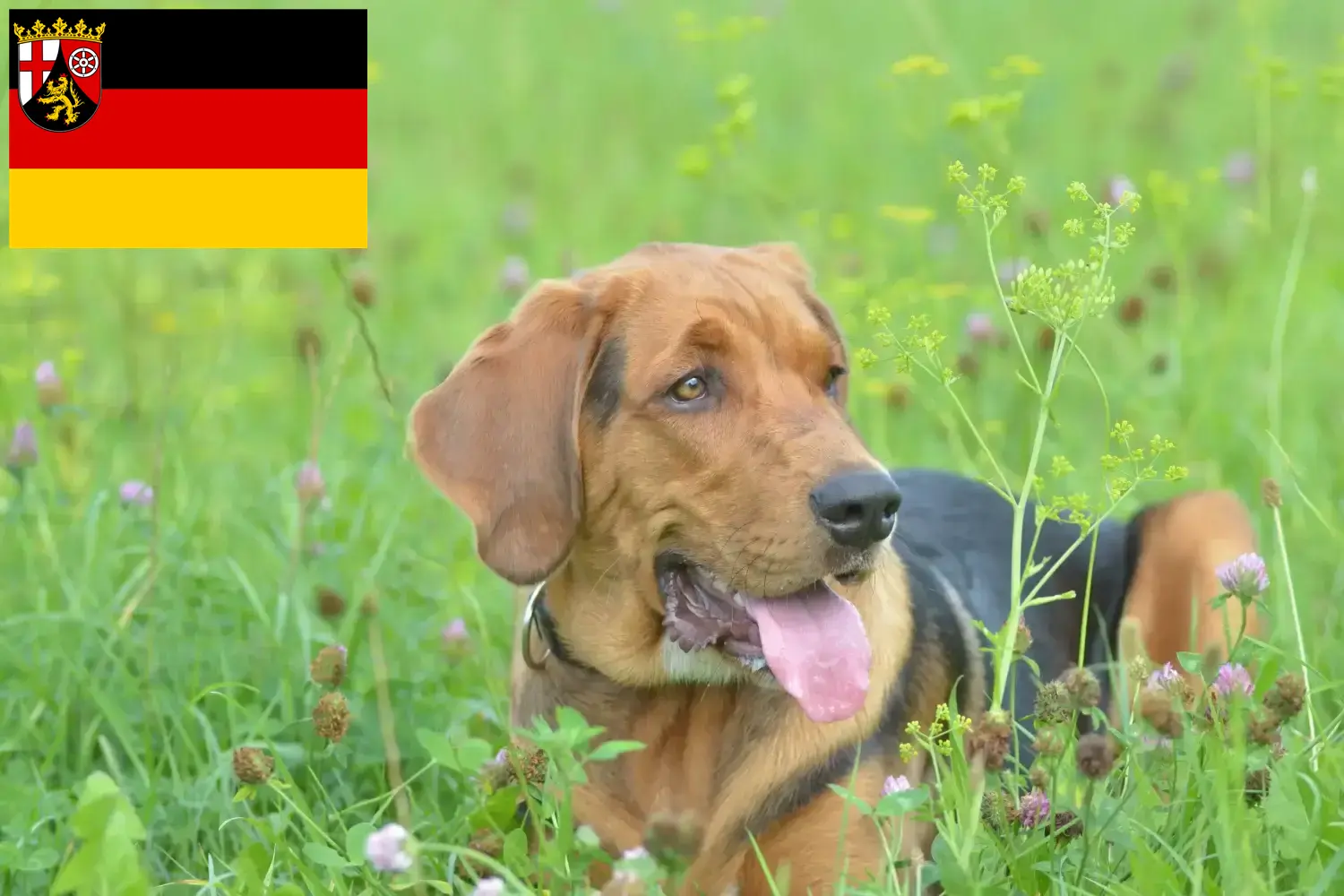 Štěňata a chovatelé polského brakýře Porýní-Falc Zde naleznete chovatele polských chocholatek v Porýní-Falci.