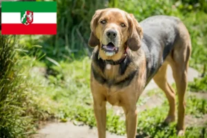 Přečtete si více ze článku Polští chovatelé Bracke a štěňata v Severním Porýní-Vestfálsku