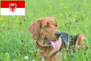 Přečtete si více ze článku Chovatelé a štěňata polských brakýřů v Braniborsku