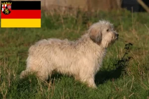 Přečtete si více ze článku Chovatelé PON a štěňata v Porýní-Falci