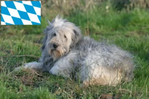 Přečtete si více ze článku Chovatelé PON a štěňata v Bavorsku