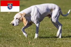 Přečtete si více ze článku Chovatelé porcelánu a štěňata v Hesensku