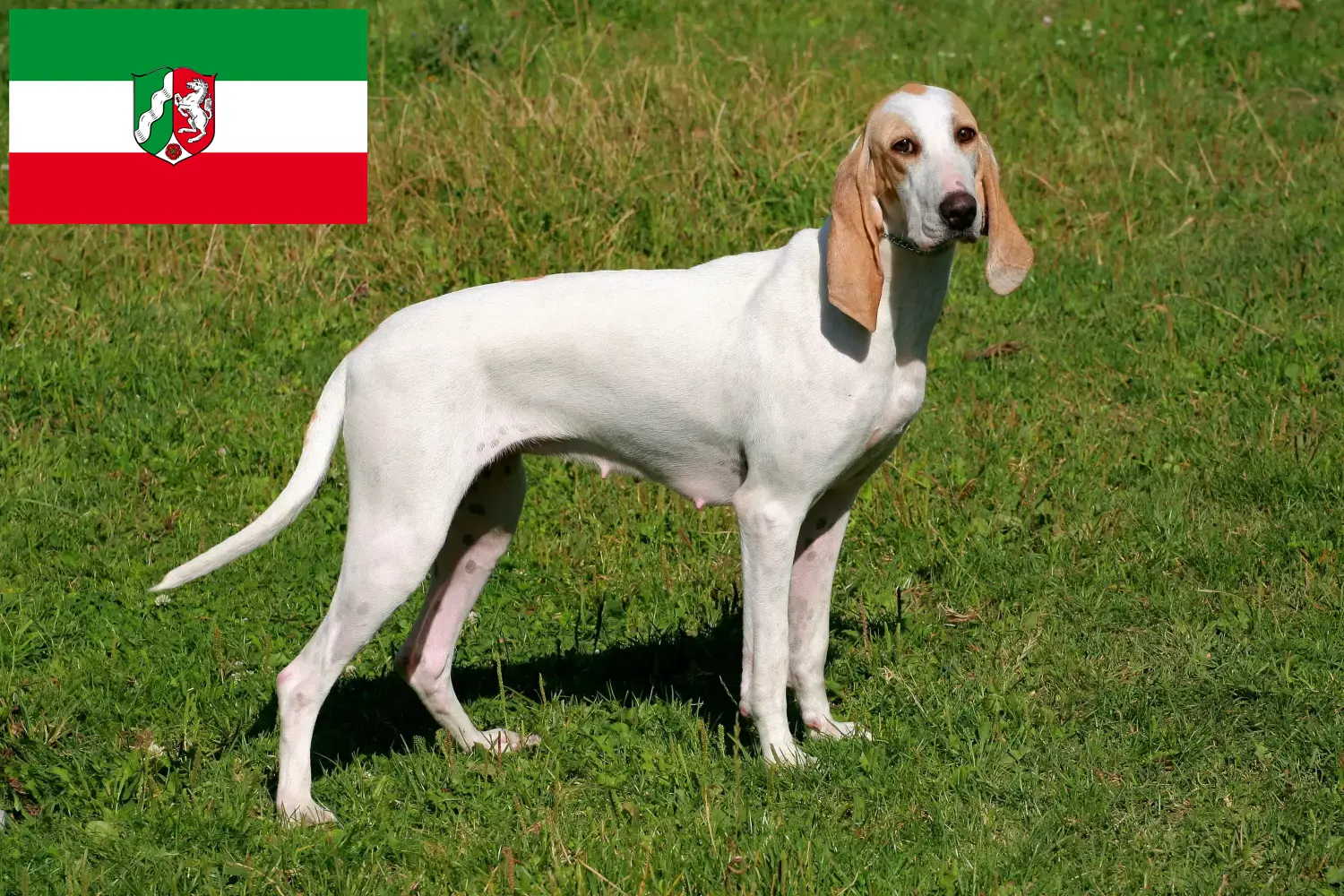Porcelánová štěňata a chovatelé Severní Porýní-Vestfálsko Zde najdete chovatele porcelánu v Severním Porýní-Vestfálsku.