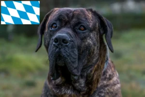Přečtete si více ze článku Chovatelé Presa Canario a štěňata v Bavorsku