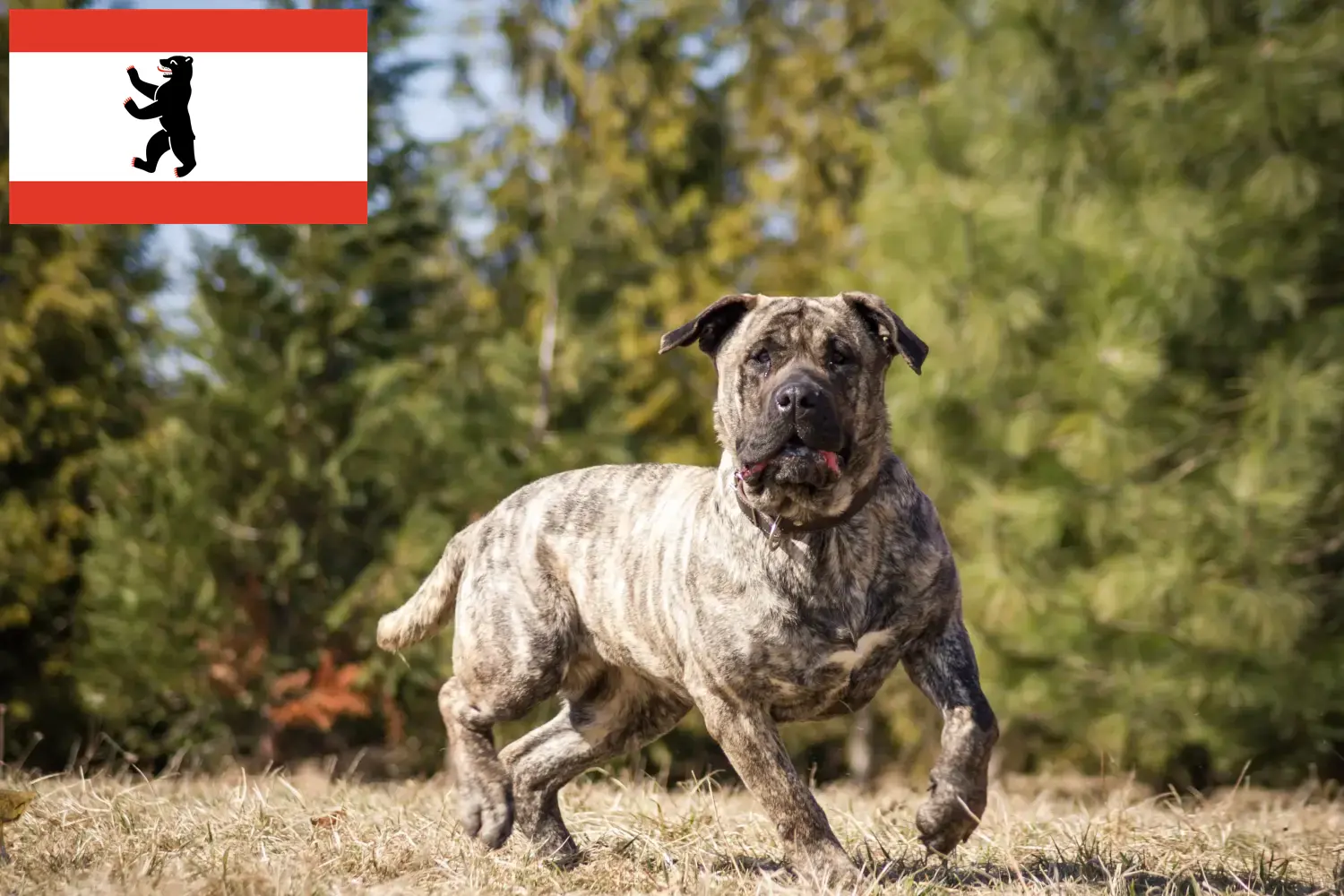 Presa Canario štěňata a chovatelé Berlín Najděte chovatele Presa Canarios v Berlíně zde.