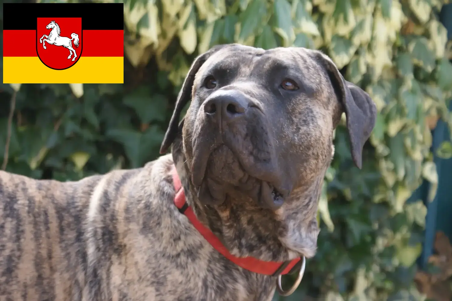 Presa Canario štěňata a chovatelé Dolní Sasko Zde najdete chovatele Presa Canarios v Dolním Sasku.