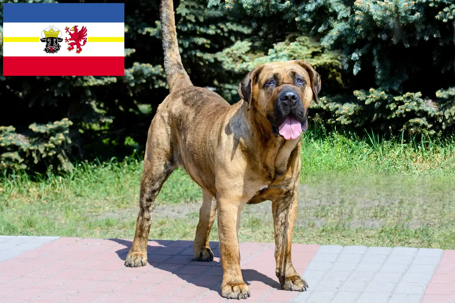 Presa Canario štěňata a chovatelé Mecklenburg-Vorpommern Zde najdete chovatele Presa Canarios v Meklenbursku-Předním Pomořansku.