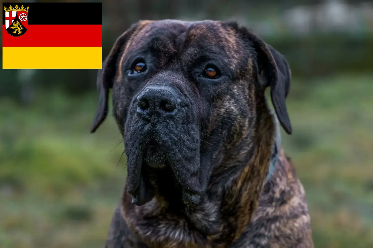 Presa Canario štěňata a chovatelé Porýní-Falc Zde najdete chovatele Presa Canarios v Porýní-Falci.