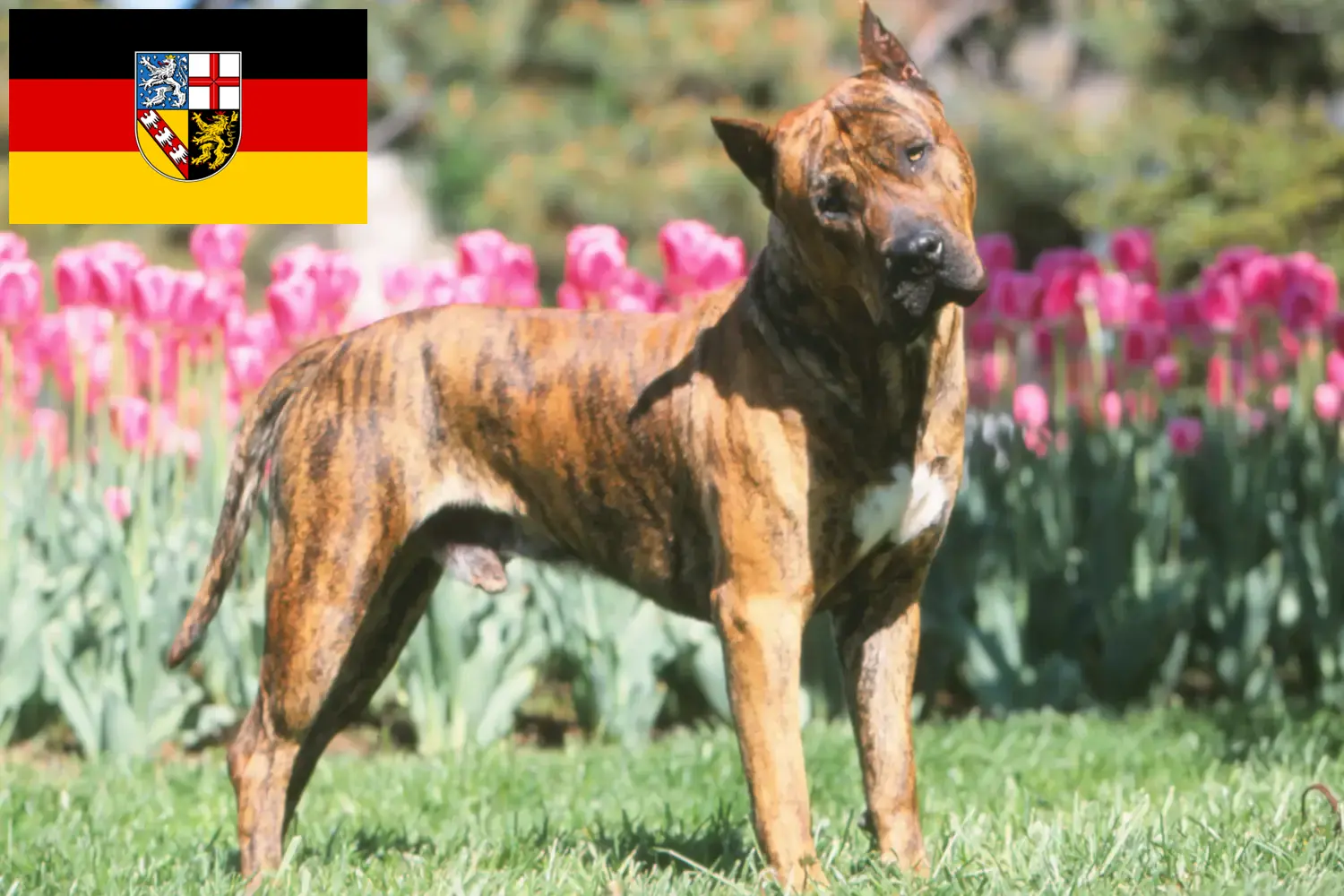 Presa Canario štěňata a chovatelé Sársko Zde najdete chovatele Presa Canarios v Sársku.
