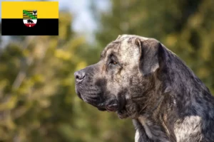 Přečtete si více ze článku Chovatelé Presa Canario a štěňata v Sasku-Anhaltsku