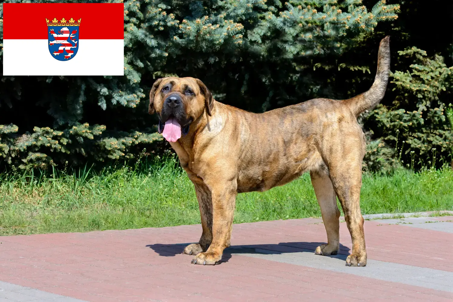 Presa Canario štěňata a chovatelé Hessen Zde najdete chovatele Presa Canarios v Hesensku.