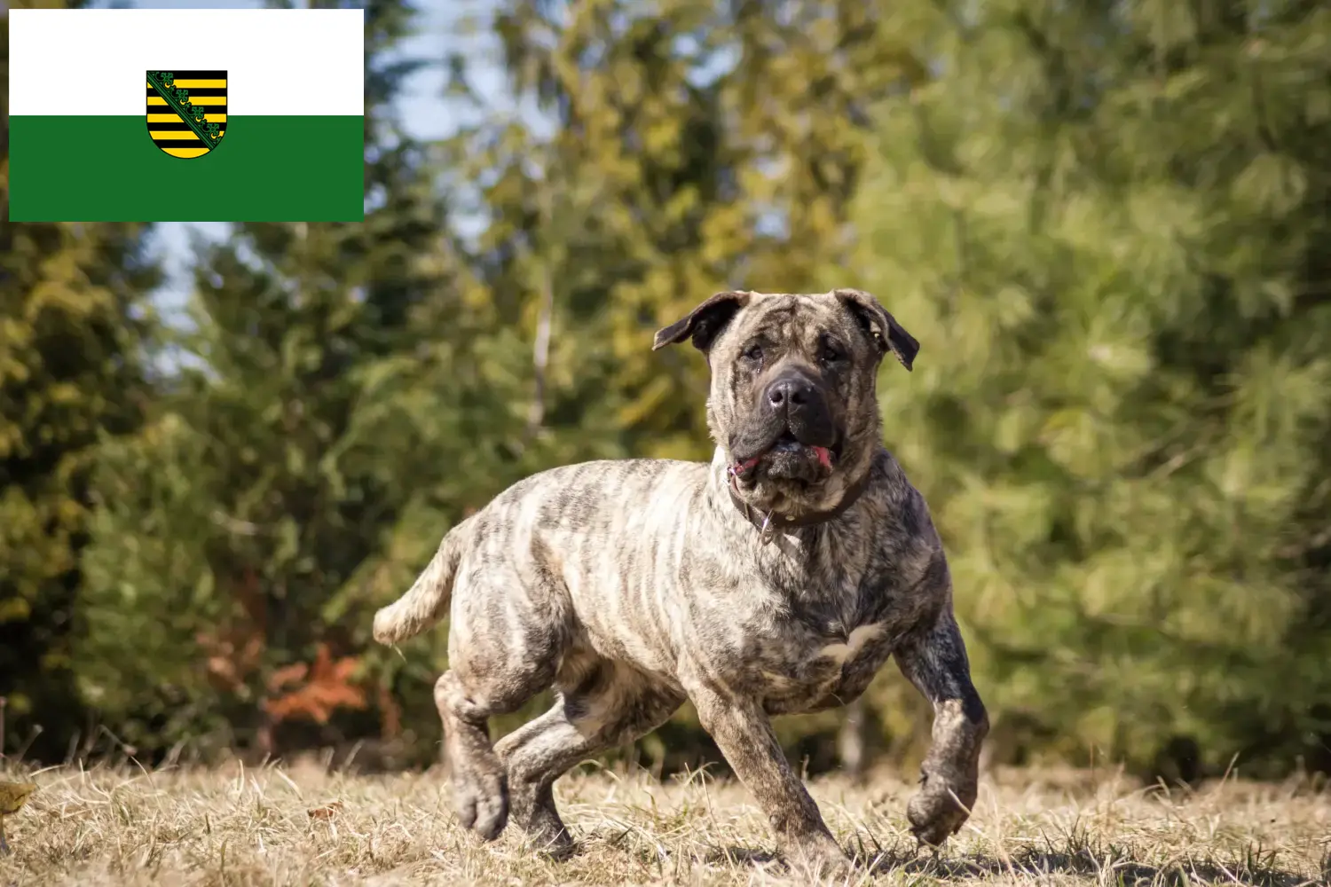 Presa Canario štěňata a chovatelé Sasko Zde najdete chovatele Presa Canarios v Sasku.