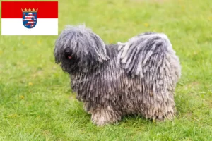 Přečtete si více ze článku Chovatelé a štěňata Puli v Hesensku