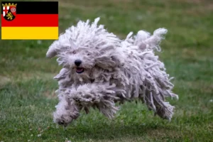 Přečtete si více ze článku Chovatelé a štěňata Puli v Porýní-Falci