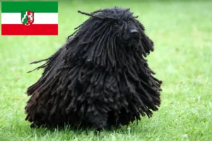 Přečtete si více ze článku Chovatelé a štěňata Puli v Severním Porýní-Vestfálsku