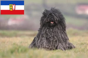 Přečtete si více ze článku Chovatelé a štěňata Puli ve Šlesvicku-Holštýnsku