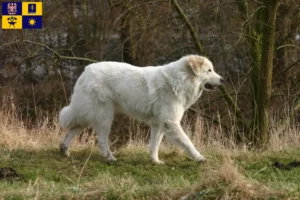 Přečtete si více ze článku Chovatel pyrenejských horských psů a štěňat ve Zlíně