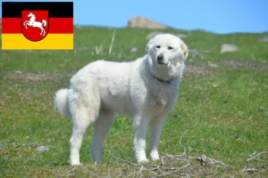 Přečtete si více ze článku Chovatel pyrenejských horských psů a štěňat v Dolním Sasku