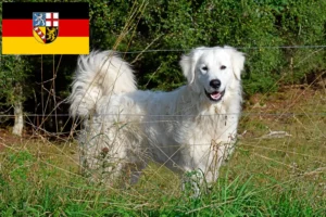 Přečtete si více ze článku Chovatel pyrenejských horských psů a štěňat v Sársku