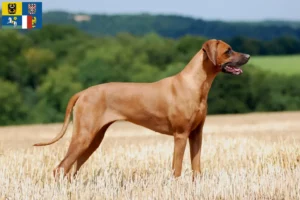 Přečtete si více ze článku Chovatelé rhodéských ridgebacků a štěňat v Moravskoslezském kraji