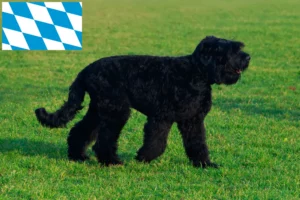 Přečtete si více ze článku Chovatelé ruských černých teriérů a štěňat v Bavorsku