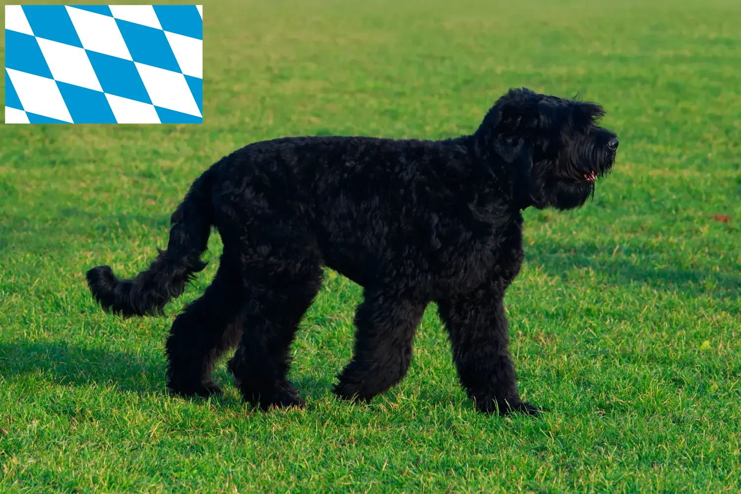 Štěňata ruského černého teriéra a chovatel Bavorsko Zde najdete chovatele ruských černých teriérů v Bavorsku.