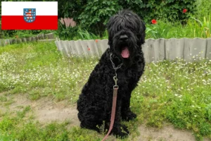 Přečtete si více ze článku Chovatelé ruských černých teriérů a štěňat v Durynsku