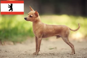 Přečtete si více ze článku Chovatelé a štěňata Russkiy Toy v Berlíně