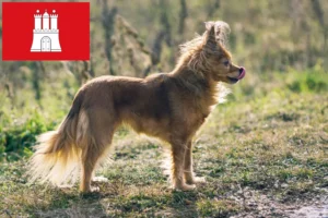 Přečtete si více ze článku Chovatelé a štěňata Russkiy Toy v Hamburku