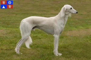 Přečtete si více ze článku Chovatelé saluki a štěňata v Liberci