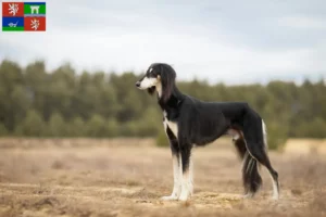 Přečtete si více ze článku Chovatelé saluki a štěňata v Ústí