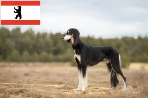 Přečtete si více ze článku Chovatelé saluki a štěňata v Berlíně