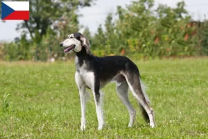 Přečtete si více ze článku Chovatelé saluki a štěňata v České republice
