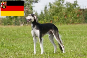 Přečtete si více ze článku Chovatelé saluki a štěňata v Porýní-Falci