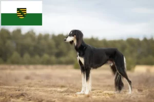 Přečtete si více ze článku Chovatelé saluki a štěňata v Sasku