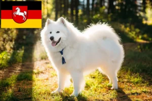 Přečtete si více ze článku Chovatelé samojedů a štěňata v Dolním Sasku