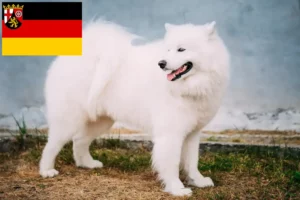 Přečtete si více ze článku Chovatelé samojedů a štěňata v Porýní-Falci