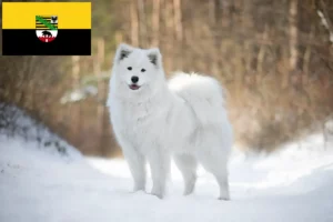 Přečtete si více ze článku Chovatelé samojedů a štěňata v Sasku-Anhaltsku
