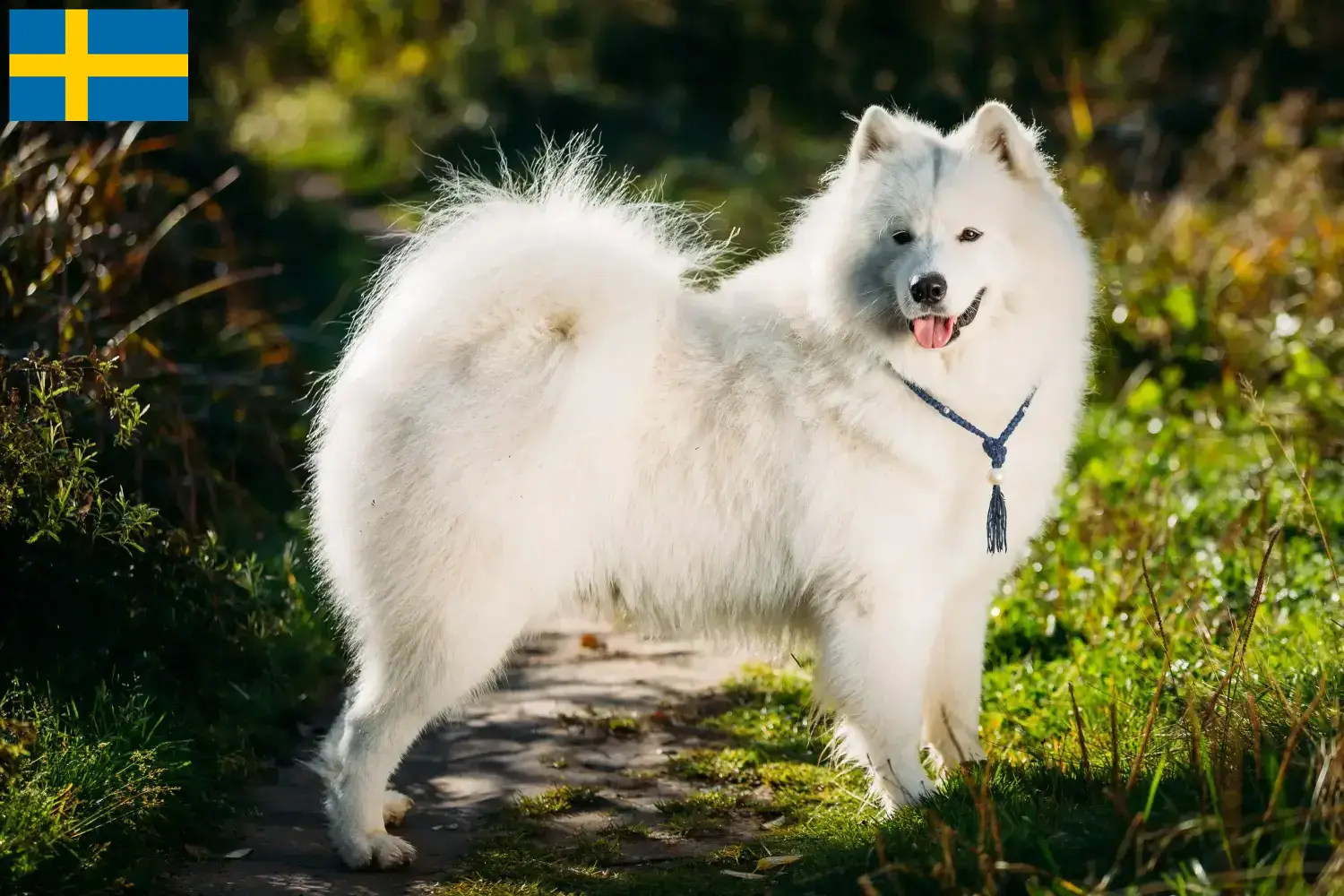 Štěňata samojedů a chovatelé Švédsko Najděte chovatele samojedů ve Švédsku zde.