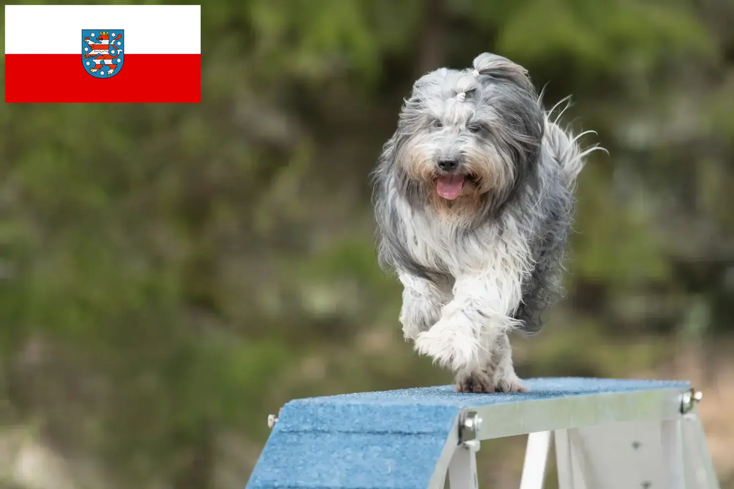 Schapendoes štěňata a chovatelé Durynsko Zde naleznete chovatele plemene Schapendoes v Durynsku.