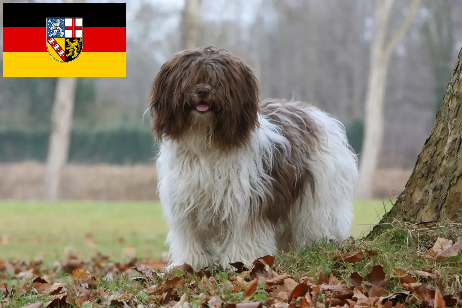 Schapendoes štěňata a chovatelé Sársko Zde naleznete chovatele plemene Schapendoes v Sársku.