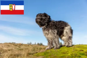 Přečtete si více ze článku Chovatelé a štěňata Schapendoes ve Šlesvicku-Holštýnsku