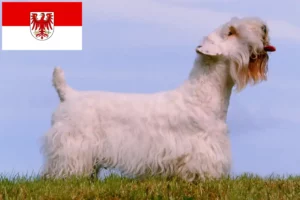 Přečtete si více ze článku Chovatelé sealyhamských teriérů a štěňat v Brandenburgu