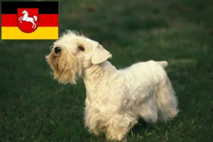 Přečtete si více ze článku Chovatelé sealyhamských teriérů a štěňat v Dolním Sasku