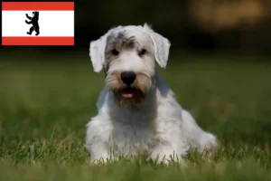 Přečtete si více ze článku Chovatelé sealyhamských teriérů a štěňat v Berlíně